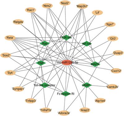 Effects of astaxanthin on microRNA expression in a rat cardiomyocyte anoxia-reoxygenation model